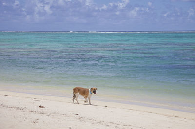 Dog on beach against cloudy sky