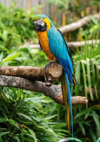 Close-up of bird perching on branch