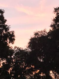 Low angle view of trees against sky during sunset