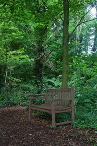 Chair in forest