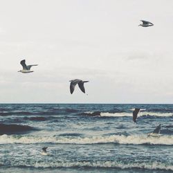 Seagull flying over sea