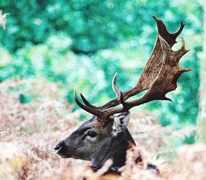 Close-up of deer on land