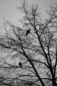 Low angle view of silhouette bird flying against bare tree