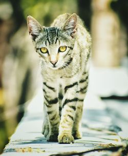 Close-up portrait of cat sitting outdoors