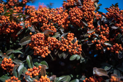 Low angle view of rowanberries on tree