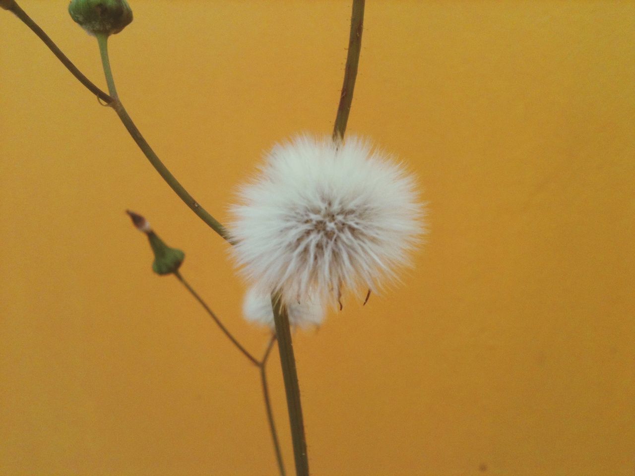 flower, fragility, dandelion, flower head, single flower, stem, close-up, freshness, growth, nature, beauty in nature, plant, softness, seed, botany, petal, no people, uncultivated, simplicity, outdoors