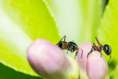 Close-up of ants on flower bud