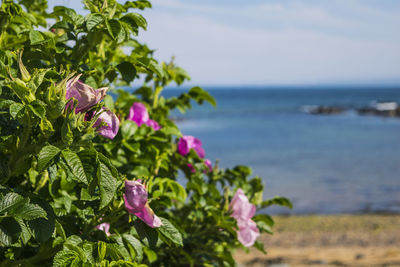 Close-up of pink flowering plant against sea