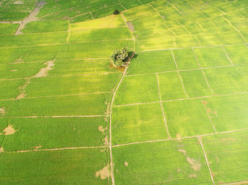 High angle view of green leaf on land