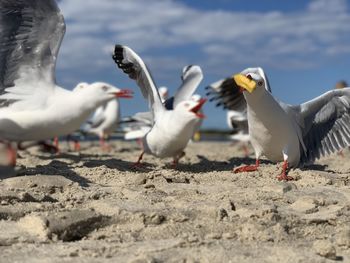 Flock of seagulls on beach