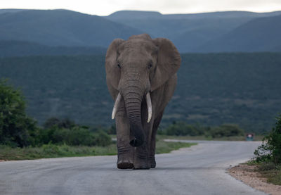 Elephant in the wild and savannah landscape of south africa