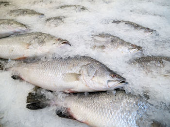 High angle view of fish for sale
