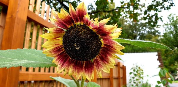 Close-up of sunflower