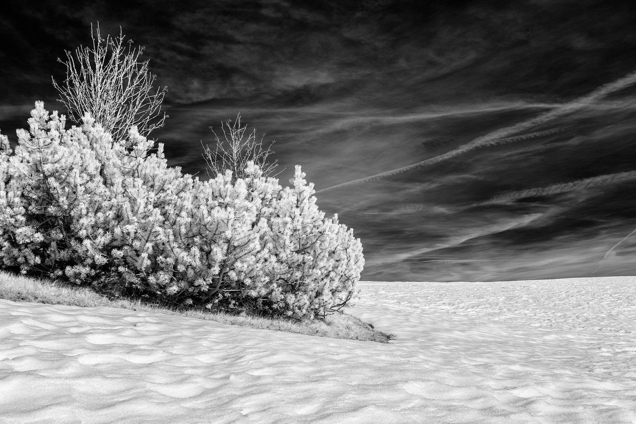 snow, white, black and white, winter, nature, plant, monochrome photography, sky, monochrome, beauty in nature, land, cold temperature, environment, tree, cloud, landscape, scenics - nature, no people, frost, tranquility, freezing, tranquil scene, outdoors, frozen, sunlight, day, field, storm