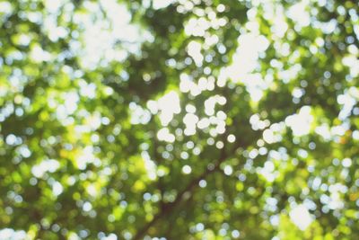 Low angle view of trees and plants on sunny day