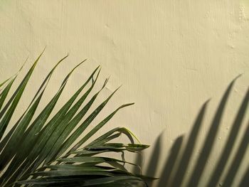 Close-up of plant against wall