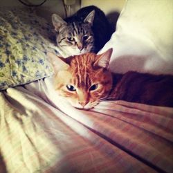domestic cat