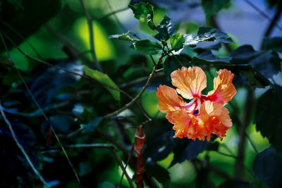 Close-up of orange hibiscus on plant