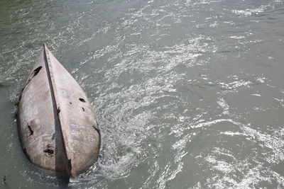 Close-up of fish swimming in sea