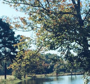 Reflection of trees in lake