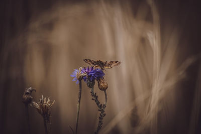 Close-up of purple flowering plant