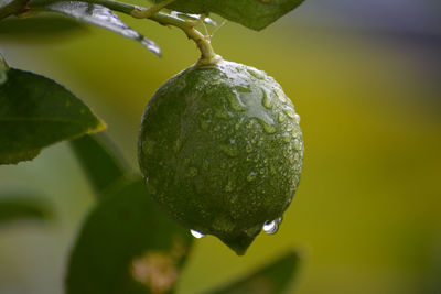 Close-up of raindrops on fruit