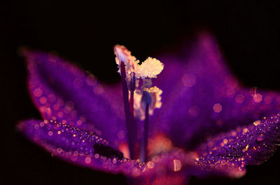 Close-up of purple flower against black background