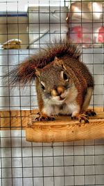 Portrait of squirrel in cage