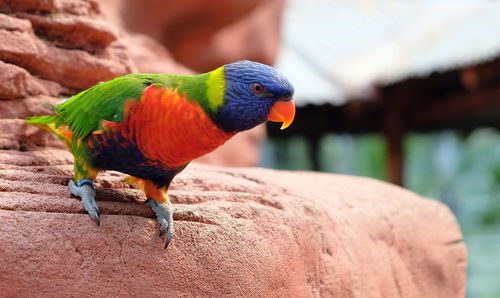 Close-up of parrot perching on rock