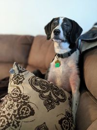 Dog looking away while sitting on sofa