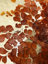 Close-up of dry leaves on plant during autumn