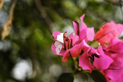 Close-up of pink flowering plant