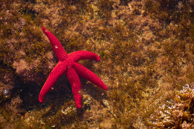 View of star in sea