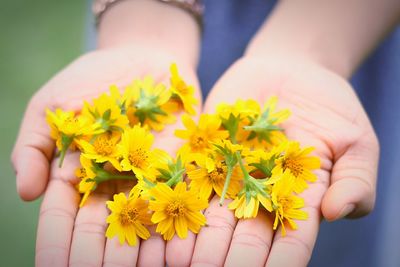 Close-up of hand holding yellow flowering plant