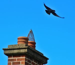 Low angle view of birds flying against blue sky