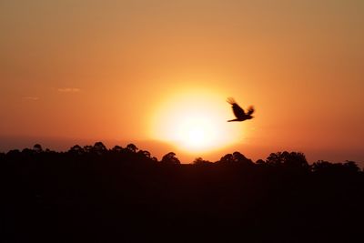 Silhouette of birds flying over trees