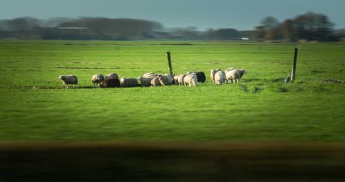 Horses grazing in pasture