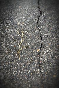 High angle view of cracked street