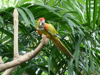 Bird perching on a tree