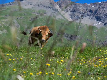 Cow standing on field against mountain