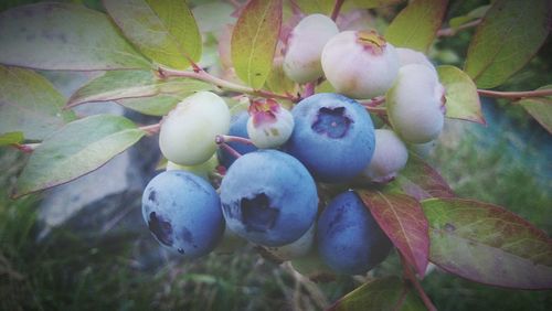 Close-up of fruits growing on plant