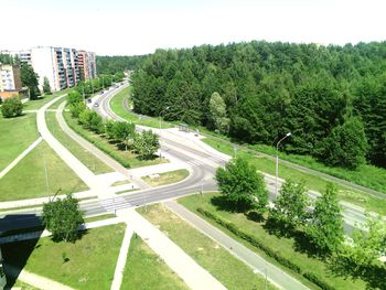 Road along trees