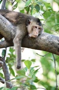 Monkey sitting on branch