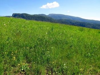 Scenic view of grassy field against sky