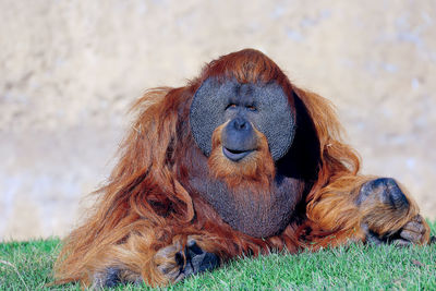 Orangutan resting on grassy field