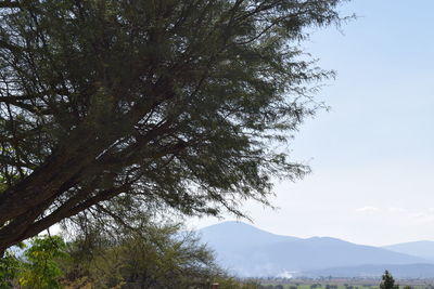 Low angle view of tree against sky