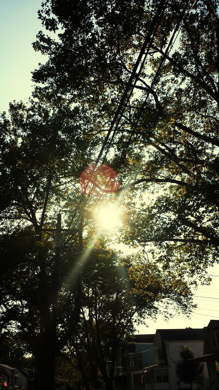 tree, low angle view, building exterior, architecture, built structure, sun, branch, sunlight, sunbeam, growth, lens flare, sky, nature, house, no people, outdoors, residential building, city, clear sky, building