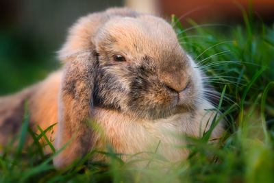 Close-up of rabbit on field