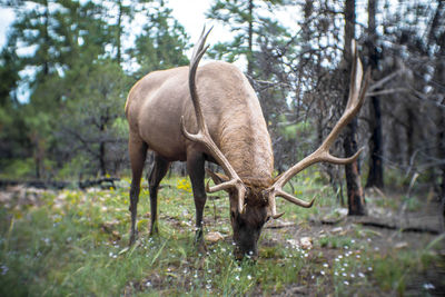 Horse grazing in forest