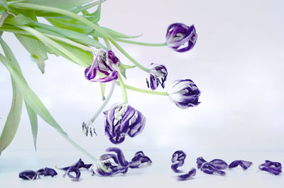 Close-up of flowers against white background